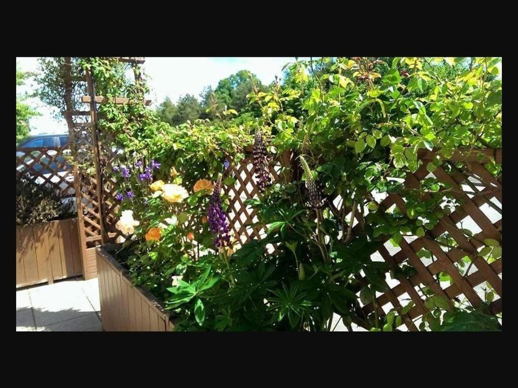 The Old Bell Bed and Breakfast Shrewsbury Exteriör bild